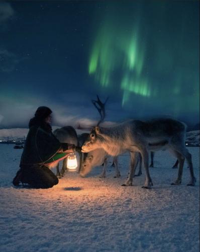 Woman with lantern and moose at northern lights