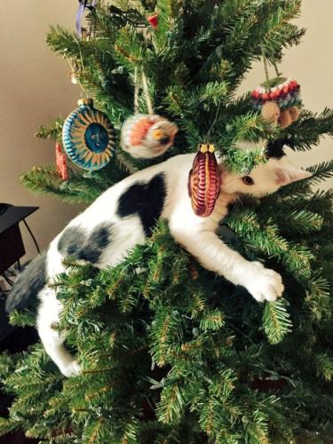 cats-vs-christmas-trees11