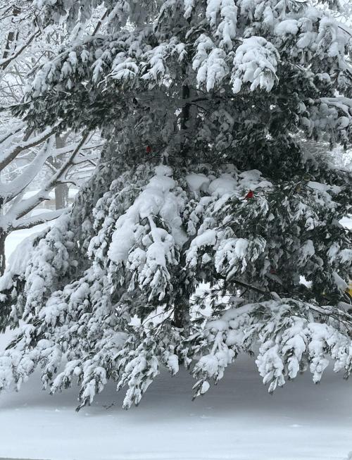 C03F388A-73A8-4FDD-B6EE-82DCB8B3E9F2