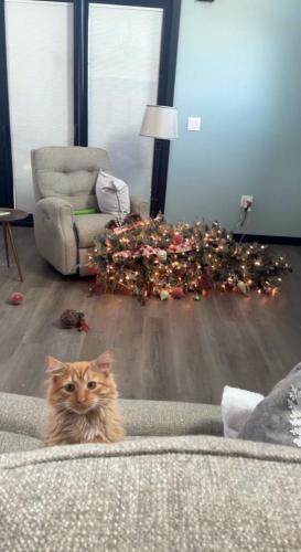 cats-vs-christmas-trees20