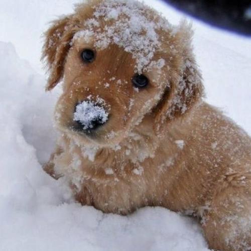 Puppy in snow