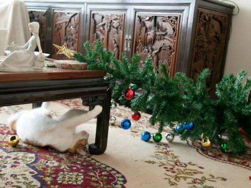 cats-vs-christmas-trees21