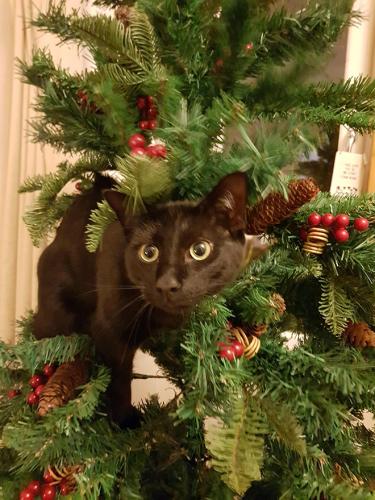 cats-vs-christmas-trees22