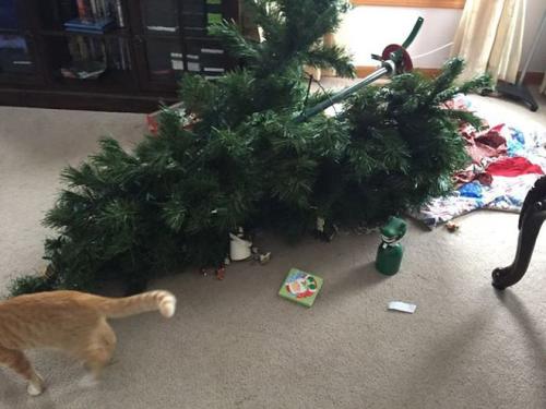 cats-vs-christmas-trees17