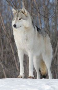 Shunkmanitu - Shuma my Totem