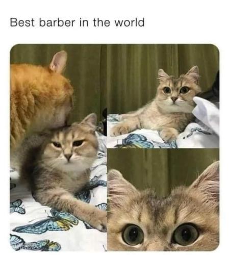 cat-best-barber-world