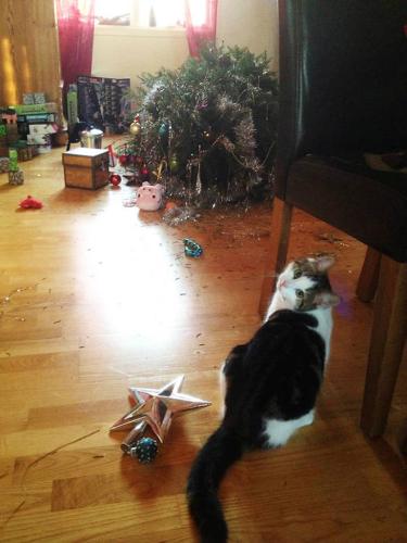 cats-vs-christmas-trees2