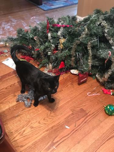 cats-vs-christmas-trees3