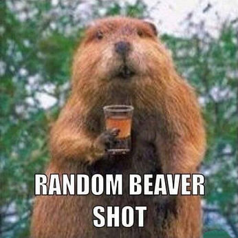 beaver03