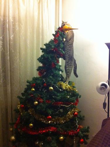 cats-vs-christmas-trees8