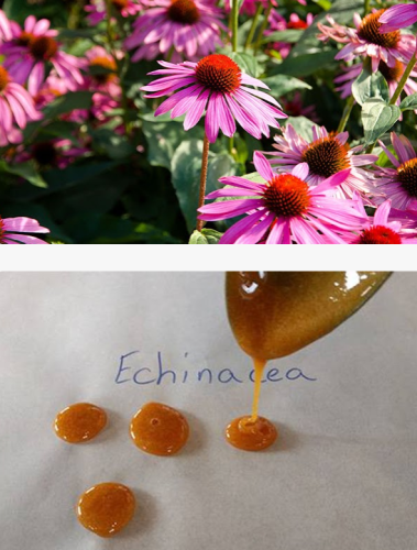 Echinacea – The Most Powerful Immunity Plant You Should Grow