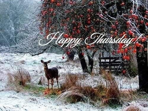 All week winter thursday 1