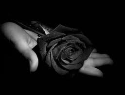 blackroses-black-roses-30233721-257-196