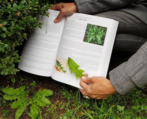 lost book of herbal remedies