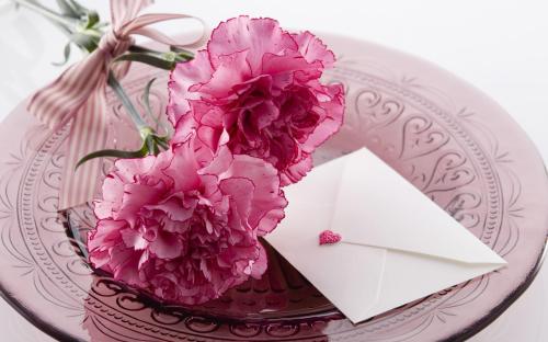 Pink carnations