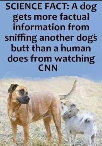 dog:cnn