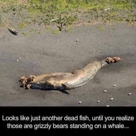 whale and bears