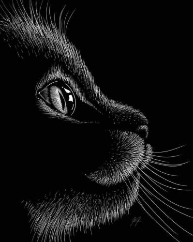 ! Black Cat Profile up close