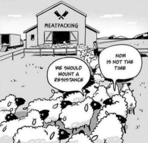 sheeple66