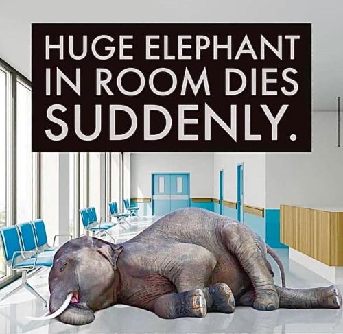 Huge elephant in the room dies suddenly