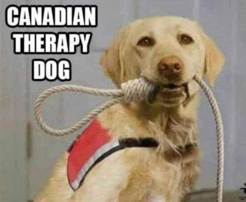 canadian therapy dog