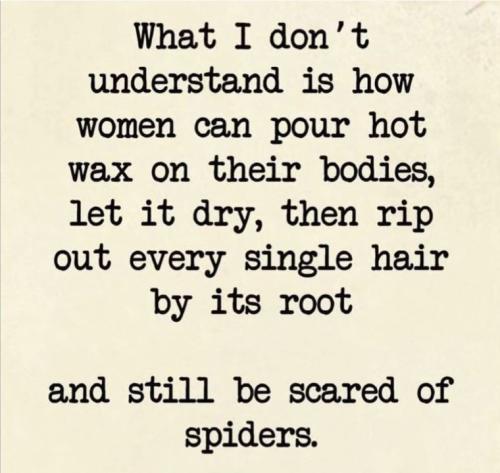 spiders
