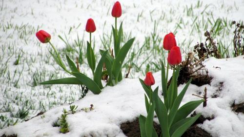 Tulips in snow