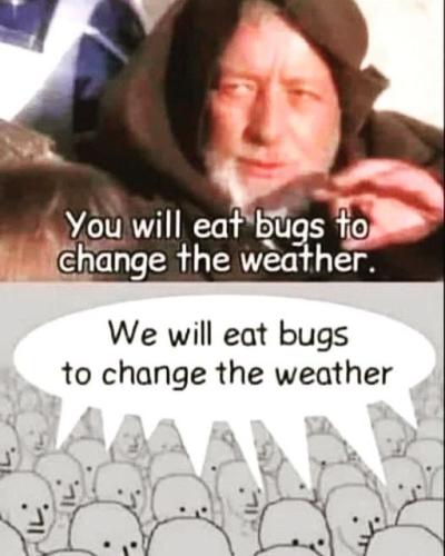 bugs