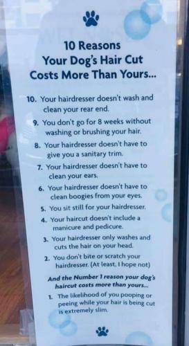 dog hair cut