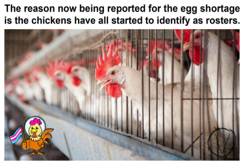 trans chickens