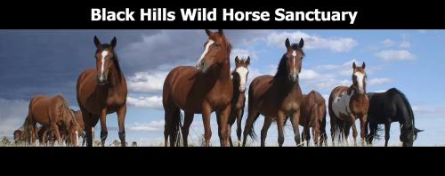Black Hills Wild Horse Sanctuary