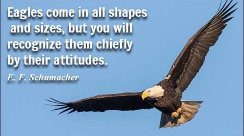 1-Wild Eagle Attitude