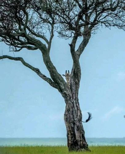 dffe210e-489e-4c85-b58e-cf660cb36962