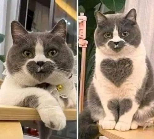 c085532c-d3df-4762-960d-bc63473d5b62