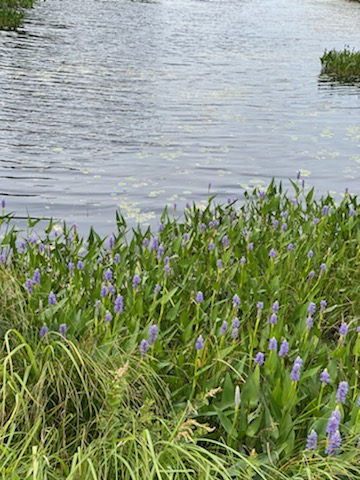 16:13:37 GMT-0600 (CST)