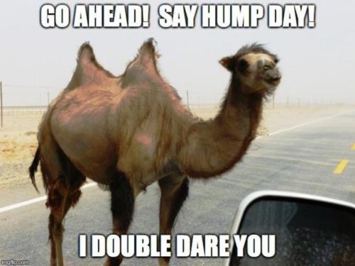 1-Hump Day
