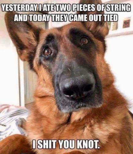 i shit you knot