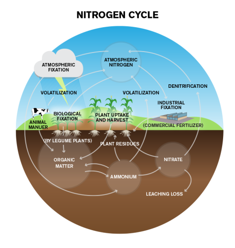 updated-nitrogen-cycle