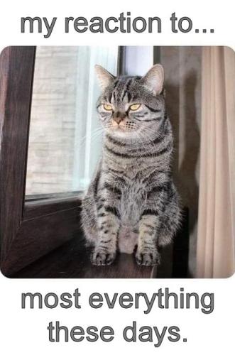 my reaction to most everything these days06