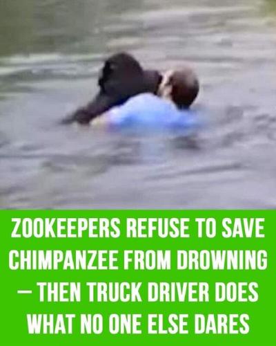 Trucker saves chimp