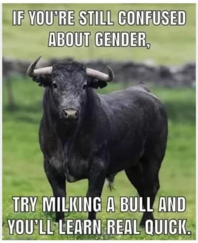 bull