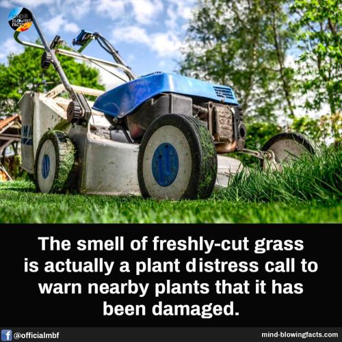 fresh cut grass