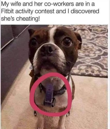 fitbit laugh