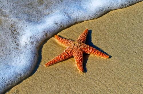 1B-Starfish
