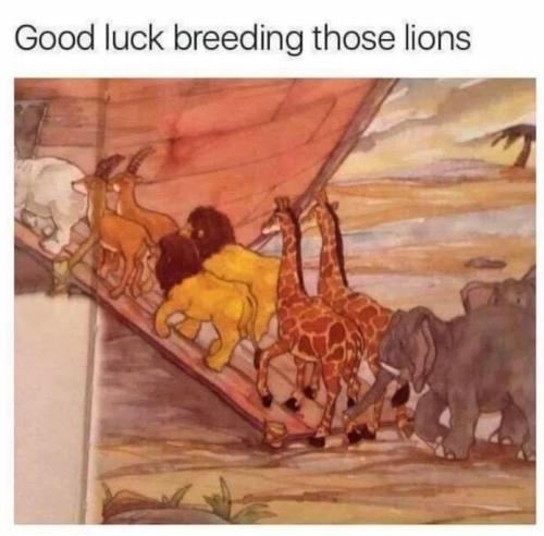 lions
