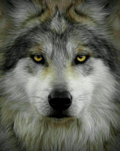 colorful wolf face