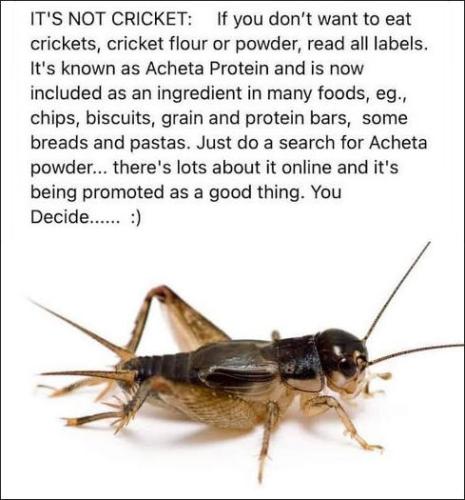 crickets03