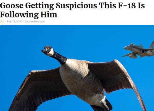 Suspicious Goose