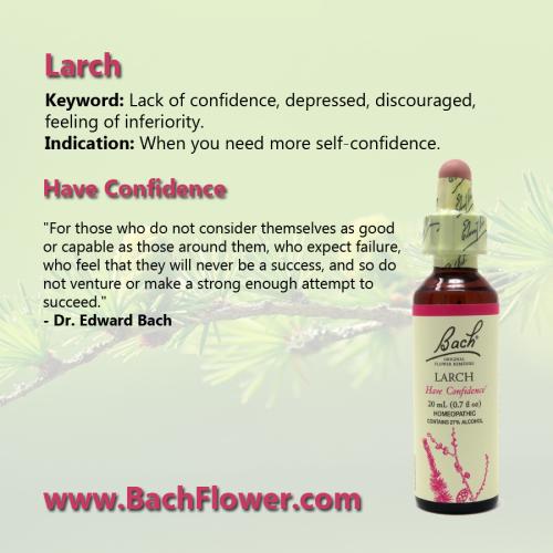 Larch