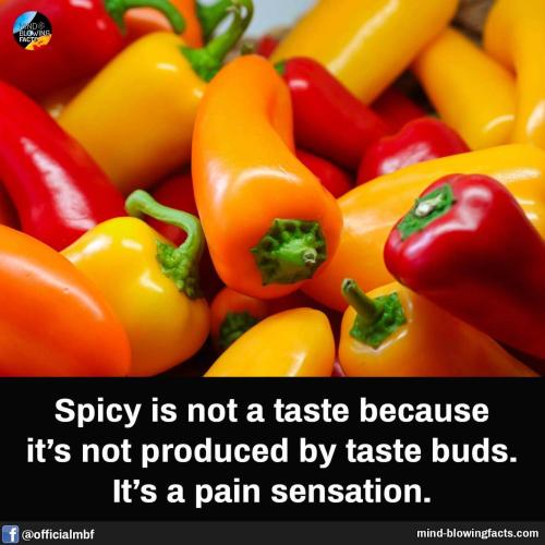 spicy is not a flavour